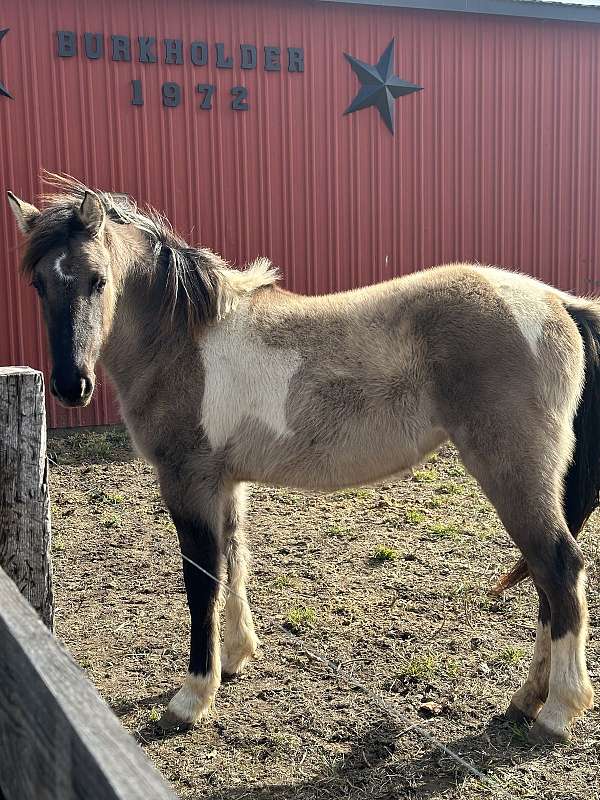 friesian-pony-mare