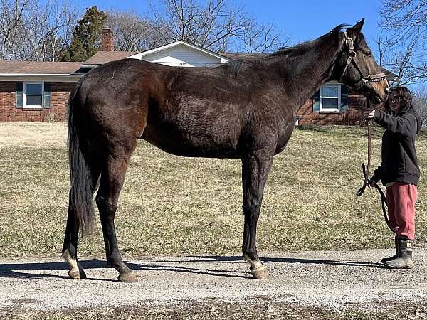 star-snip-sock-horse