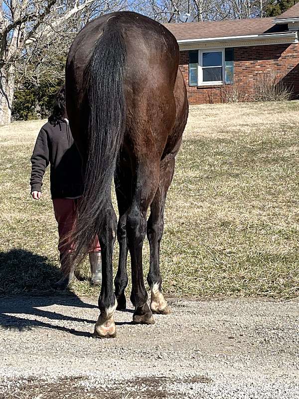 black-star-snip-sock-horse