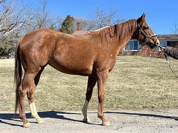 star-stripe-snip-stockings-horse