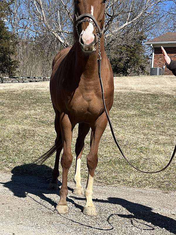 chestnut-star-stripe-snip-stockings-horse