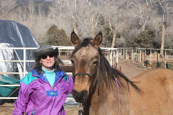 buckskin-peruvian-paso-mare