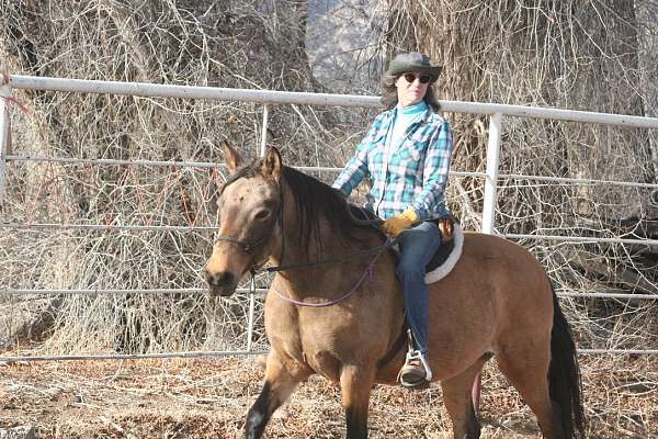 buckskin-peruvian-paso-for-sale