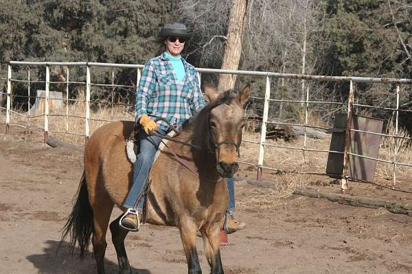 buckskin-peruvian-paso-horse