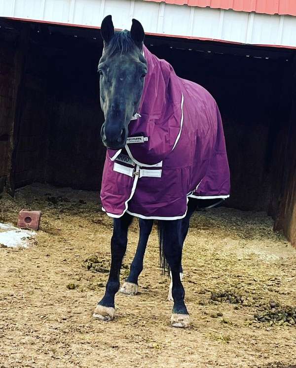 dressage-dutch-warmblood-horse