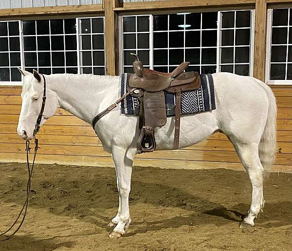 blue-eyed-quarter-horse