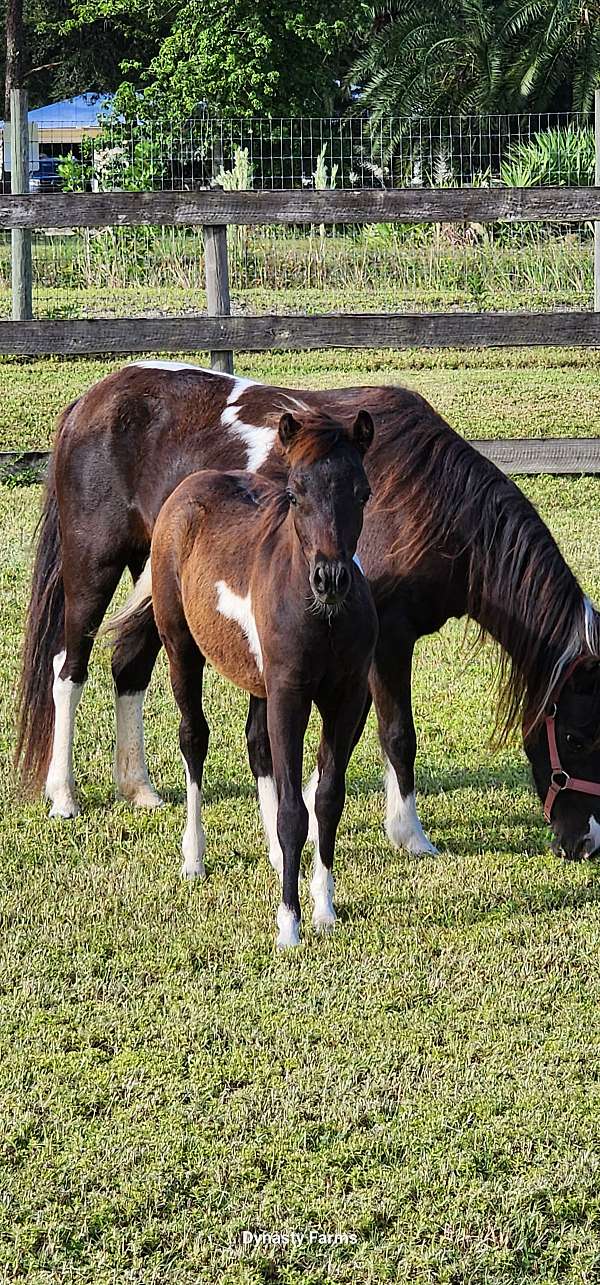 homozygous-miniature-pony