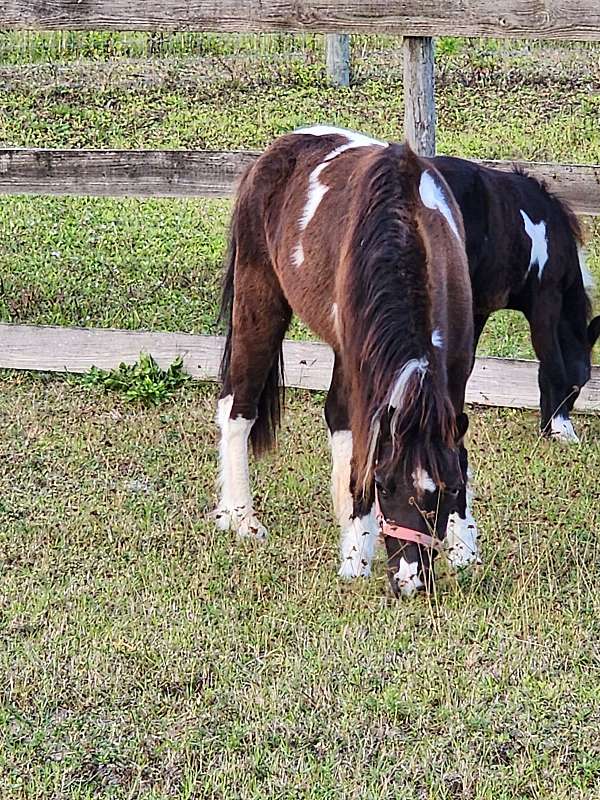 homozygous-pinto-pony