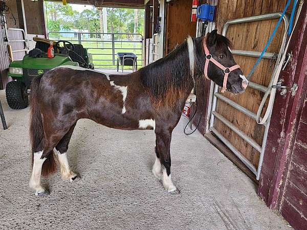 homozygous-black-miniature-pony