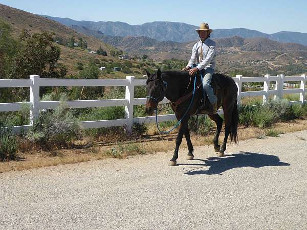 around-quarter-horse