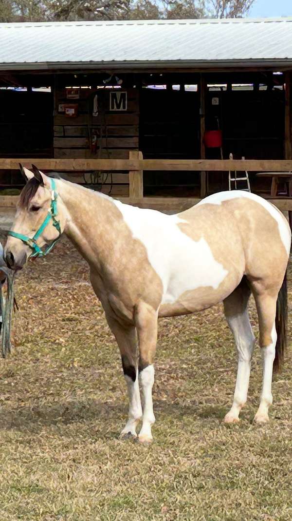 buckskin-tobiano-paint-horse