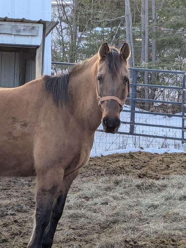 all-around-quarter-horse