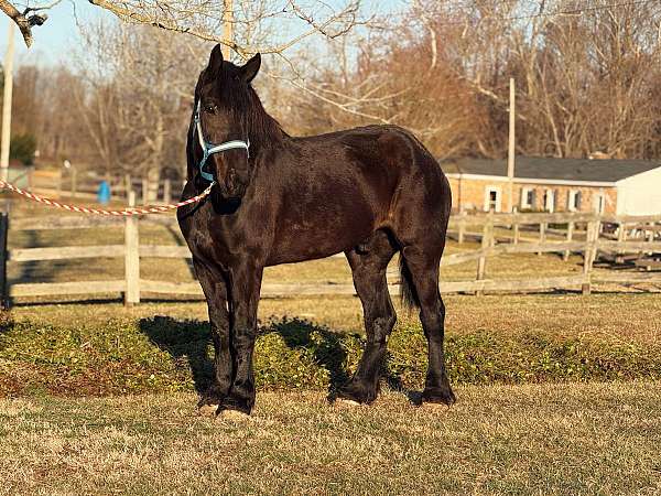 black-percheron-gelding