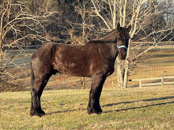 black-gelding-for-sale