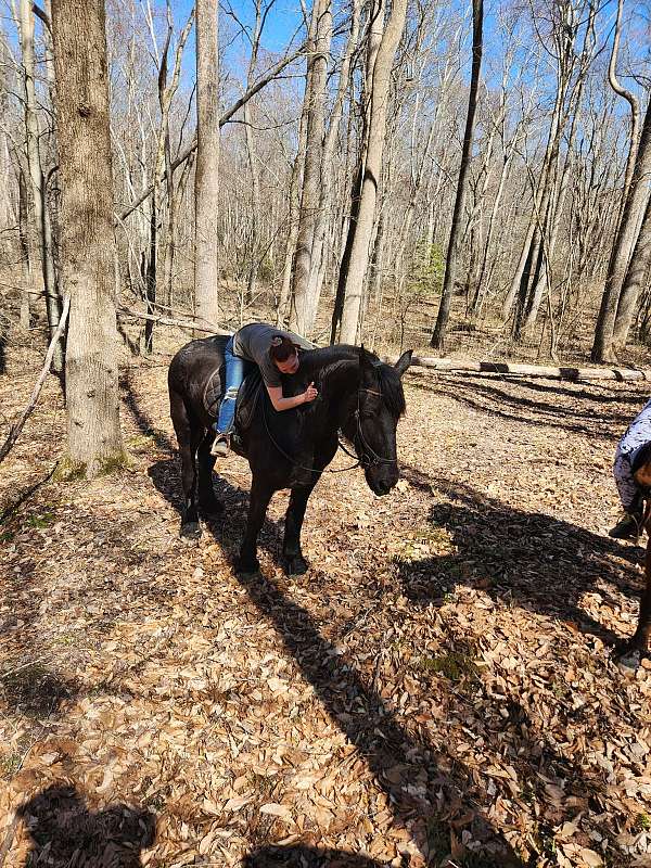 and-for-the-farrier-percheron-horse