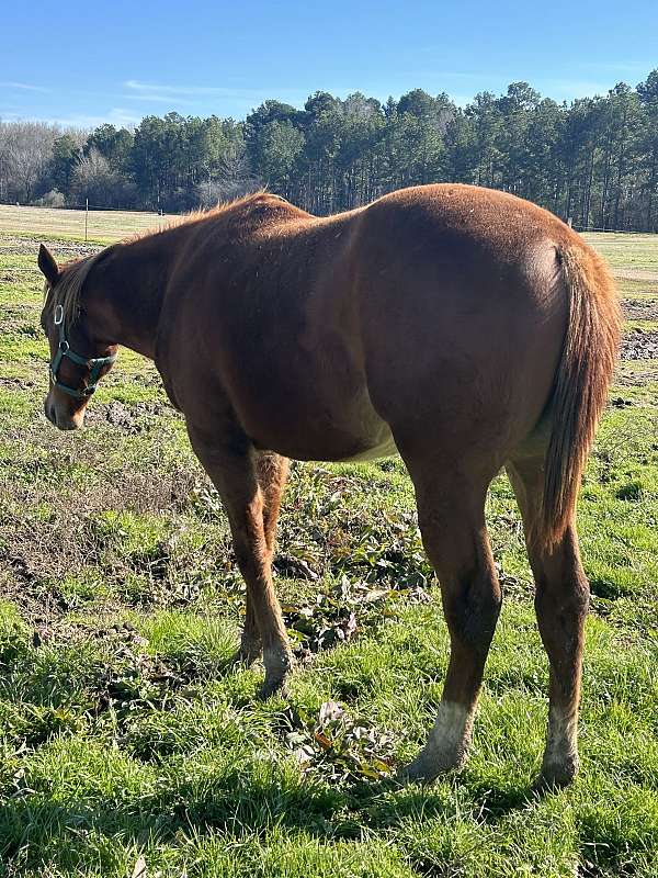 broke-to-lead-thoroughbred-horse