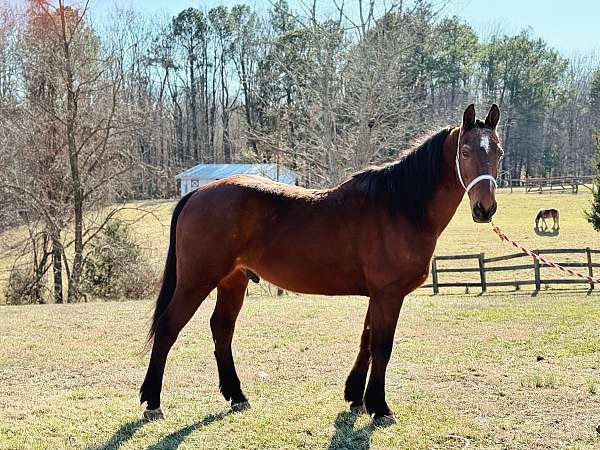 bay-gelding-for-sale