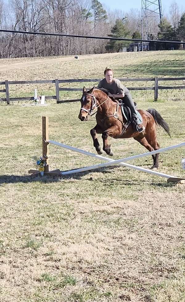 15-hand-morgan-gelding