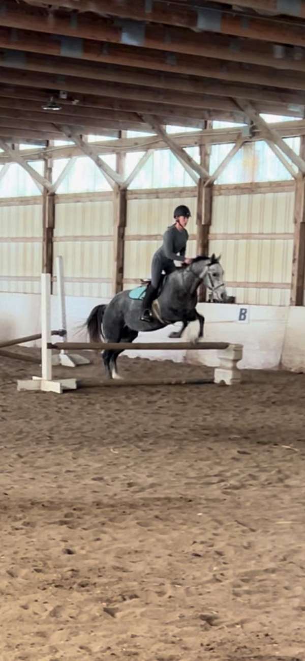 equitation-quarter-pony