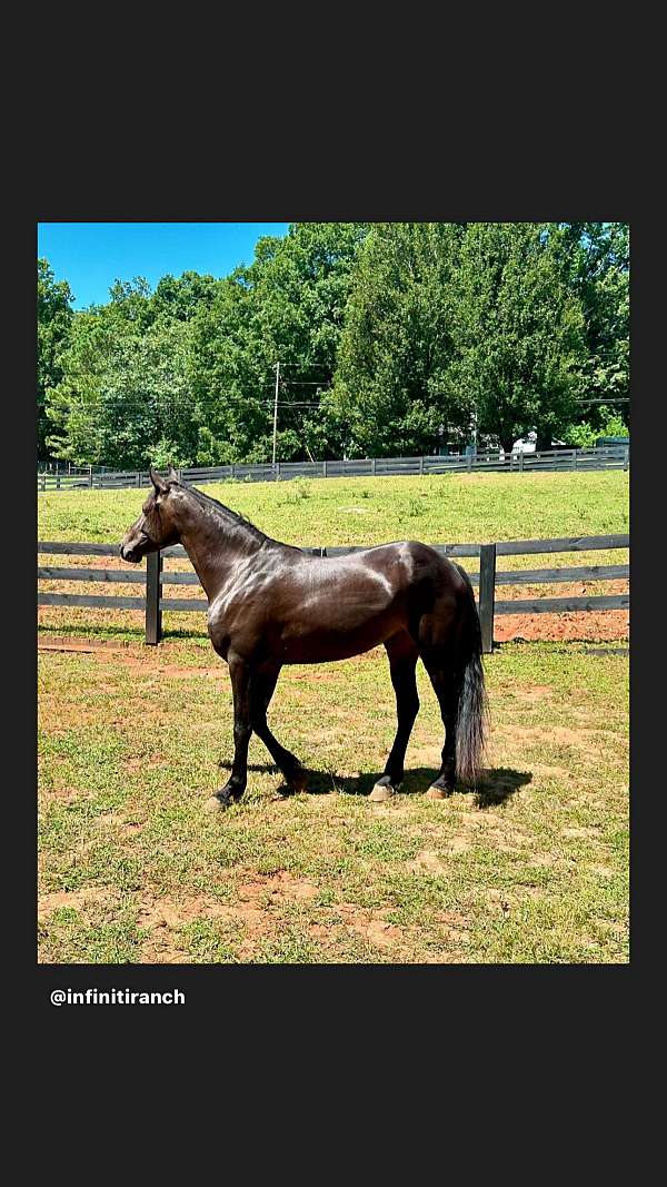 chocolate-heart-shaped-star-horse