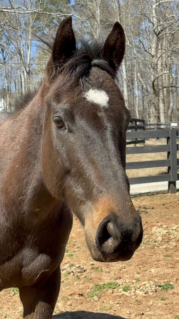 chocolate-bay-thoroughbred-horse