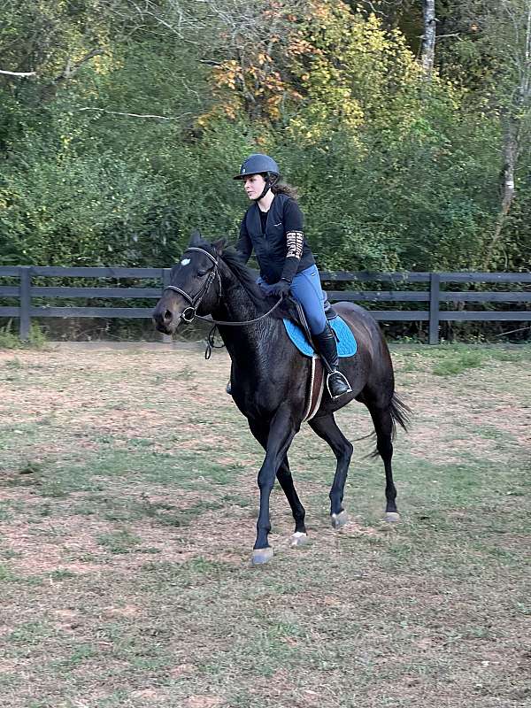 chocolate-bay-thoroughbred-horse