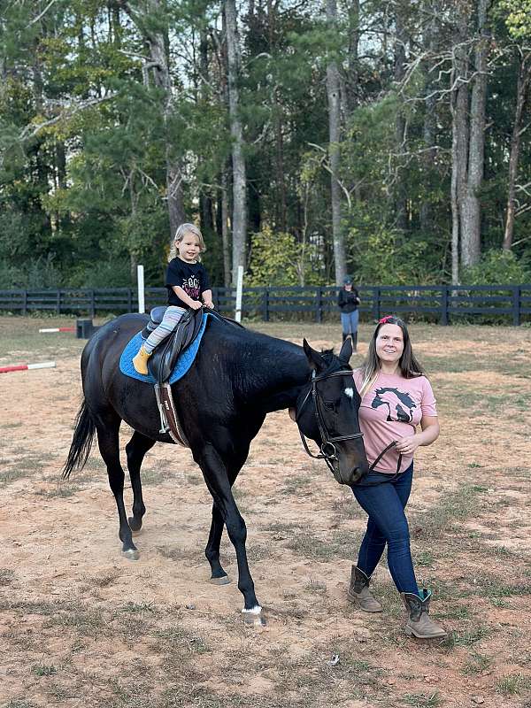 chocolate-thoroughbred-gelding