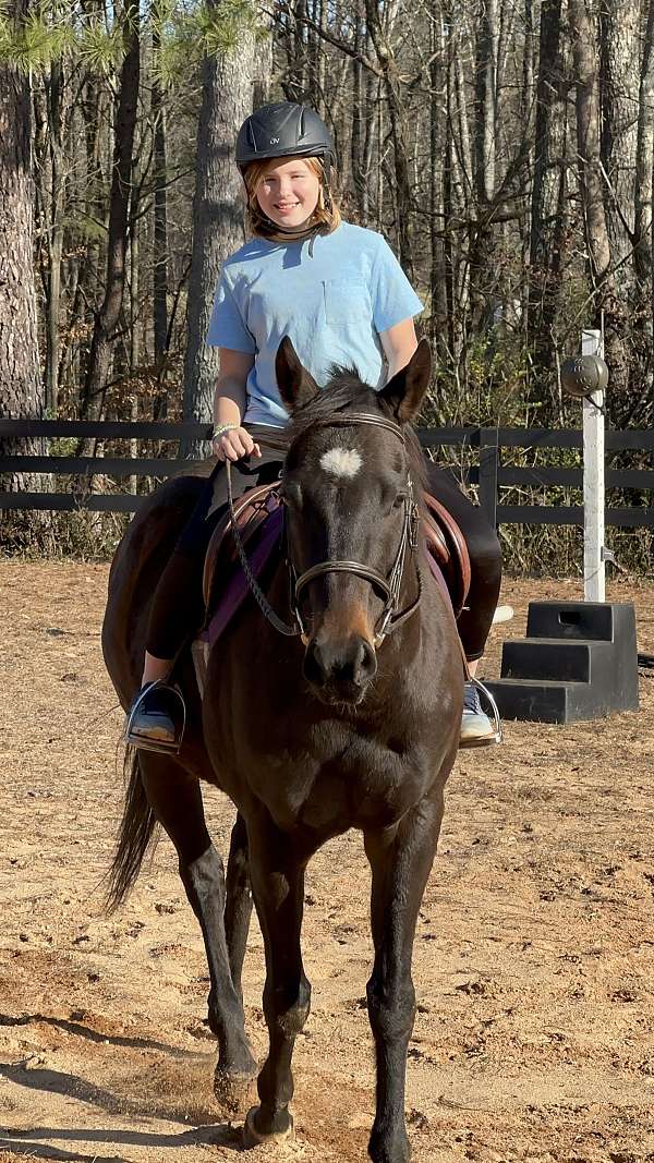 chocolate-bay-horse