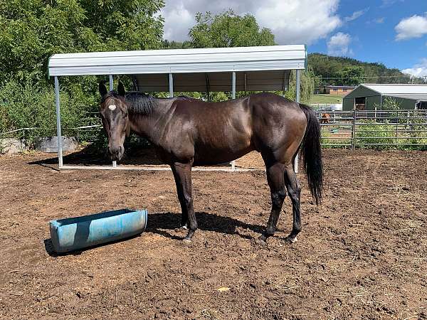 chocolate-bay-gelding