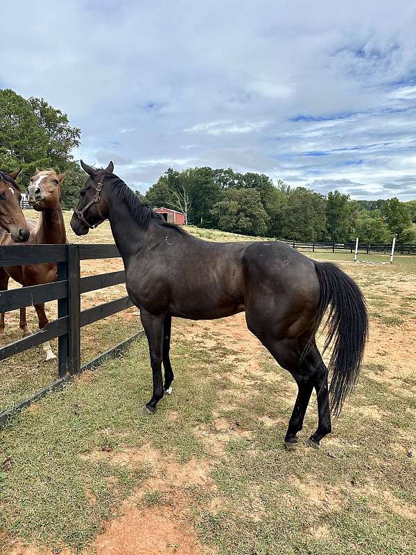 looks-black-gelding