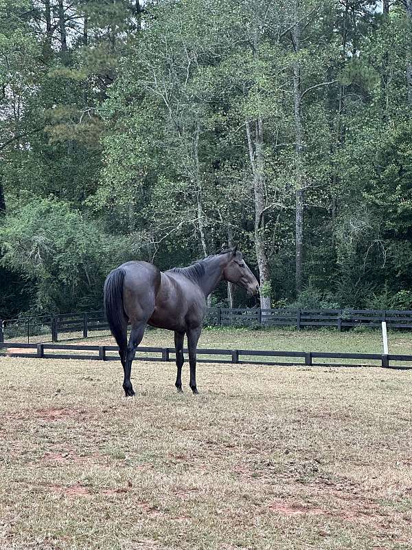 looks-black-gelding