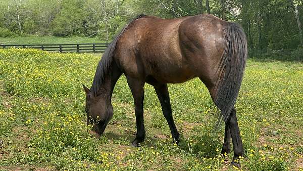 all-around-thoroughbred-horse