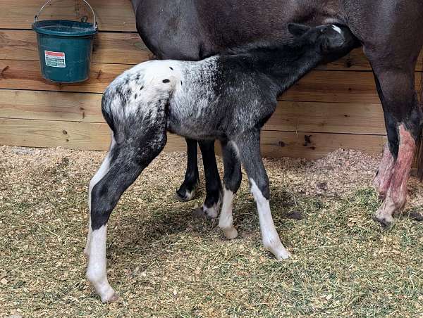 appaloosa-stallion-walkaloosa-horse