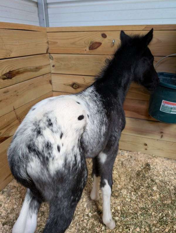 aphc-walkaloosa-horse