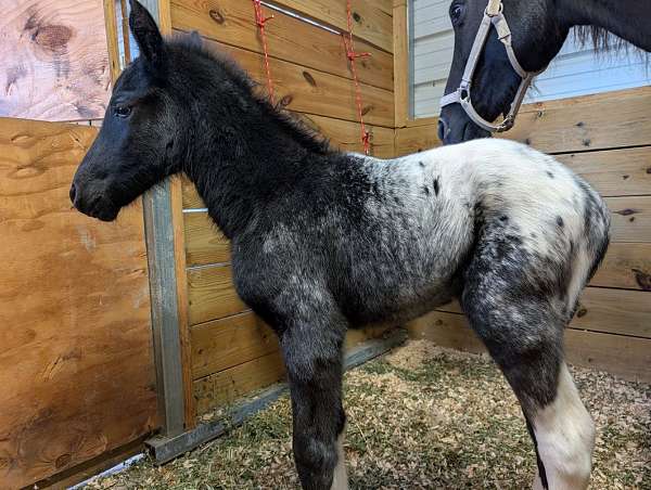 indian-shuffler-walkaloosa-horse