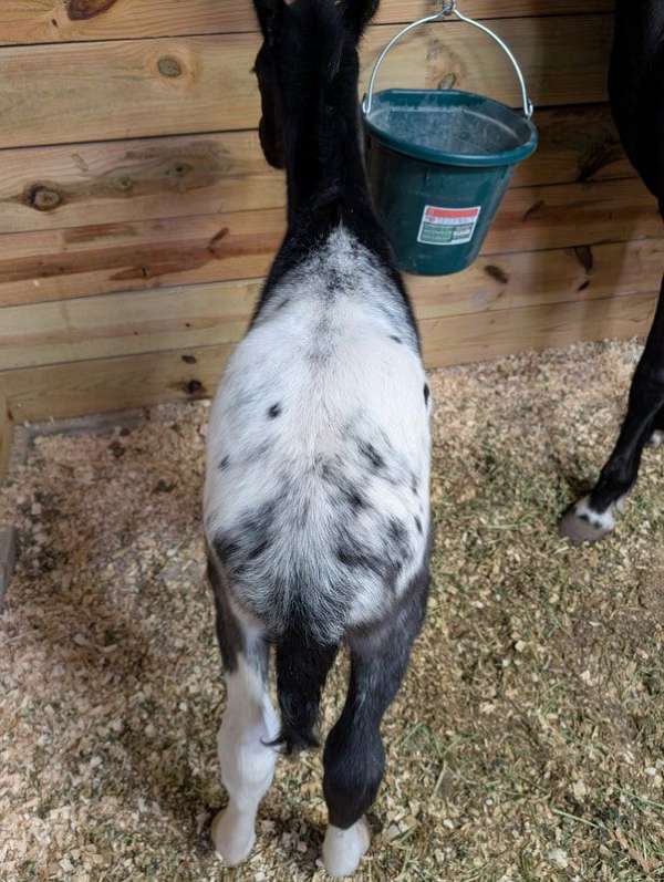 gaited-appaloosa-walkaloosa-horse