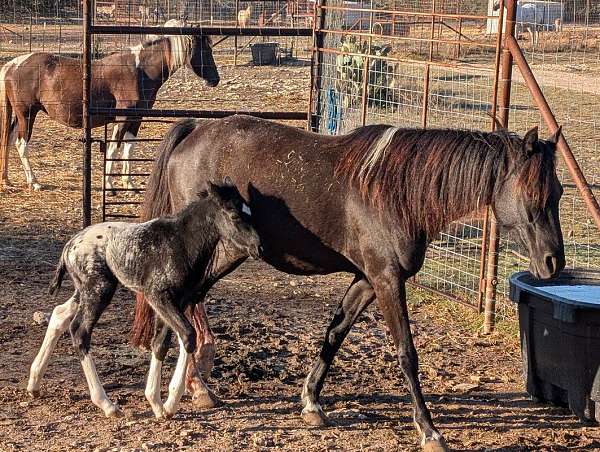 leopard-appaloosa-walkaloosa-horse