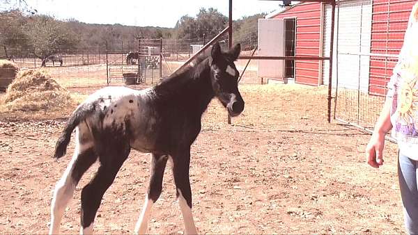 missouri-foxtrotter-walkaloosa-horse