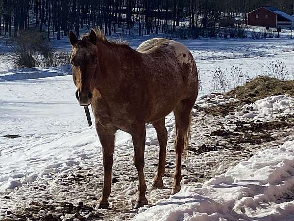 chestnut-appaloosa-mare