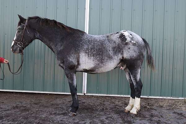 all-around-appaloosa-horse