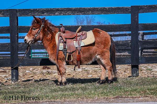 bay-west-pony