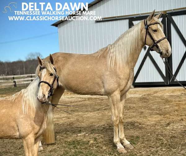 dawn-tennessee-walking-horse