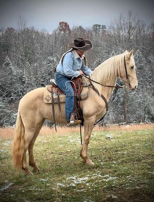 delta-tennessee-walking-horse