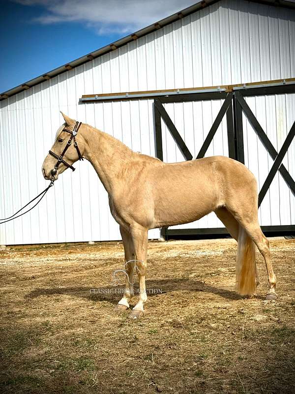 great-condition-tennessee-walking-horse