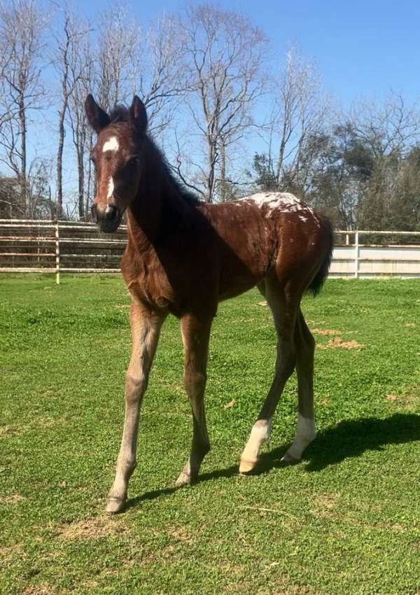 athletic-appaloosa-horse