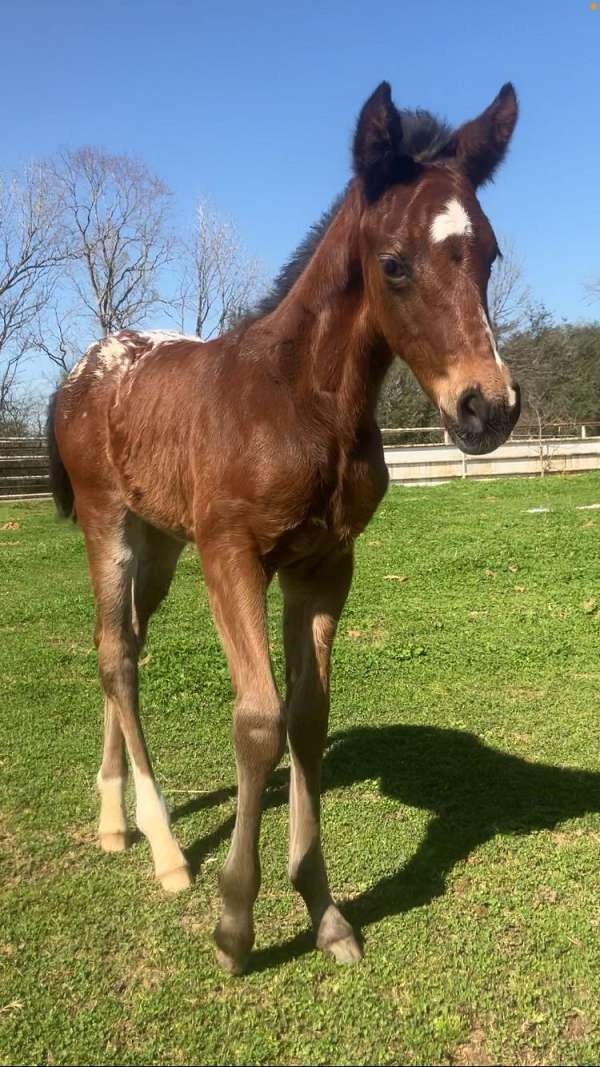 barrel-appaloosa-horse