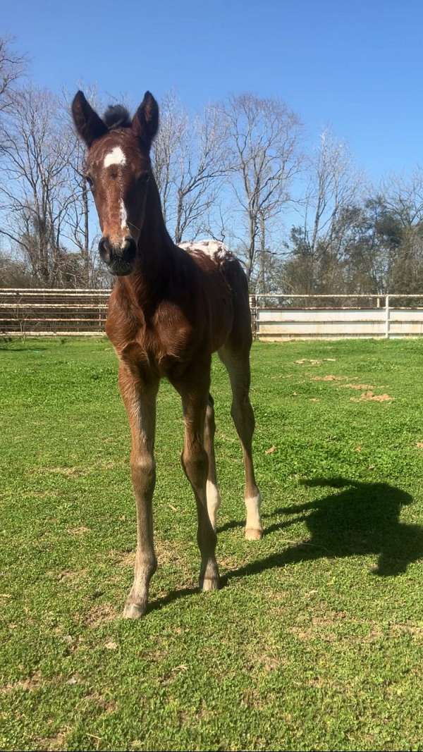 barrel-racing-appaloosa-horse