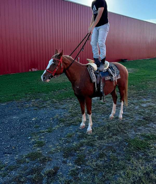 bay-quarter-horse-mare