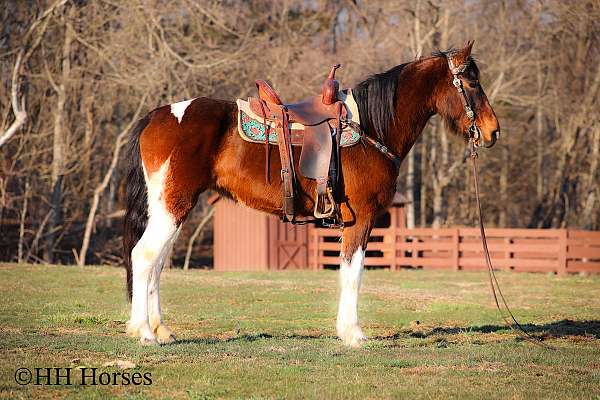 all-around-spotted-saddle-horse