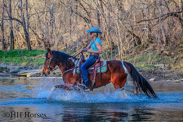 athletic-spotted-saddle-horse